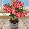 Desert Rose ƒ??Fireworksƒ?? (Adenium hybrid)